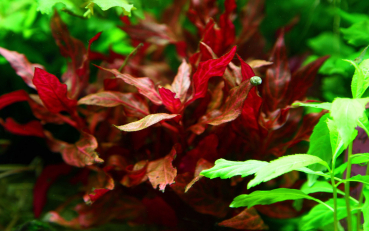 Alternanthera reineckii Rosanervig